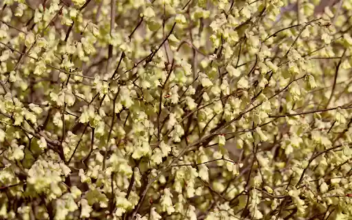 Blossoming Tree from Chrome web store to be run with OffiDocs Chromium online Blossoming Tree from Chrome web store to be run with OffiDocs Chromium online