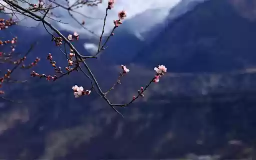 Blossoms in the Mountains  from Chrome web store to be run with OffiDocs Chromium online