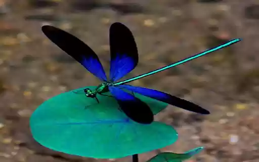 Blue and black damselfly wallpaper from Chrome web store to be run with OffiDocs Chromium online Blue and black damselfly wallpaper from Chrome web store to be run with OffiDocs Chromium online