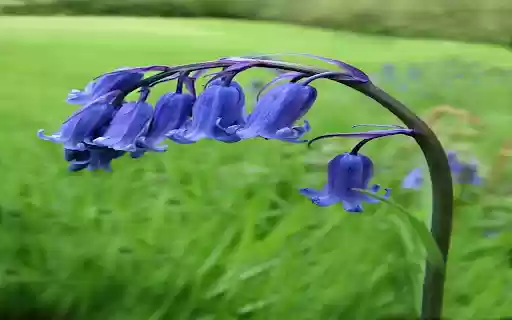 Bluebell flower wallpaper  from Chrome web store to be run with OffiDocs Chromium online