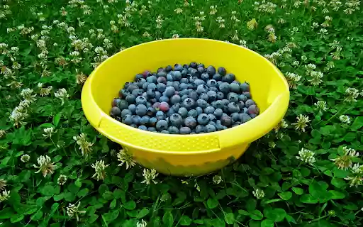 Blueberry pot  from Chrome web store to be run with OffiDocs Chromium online