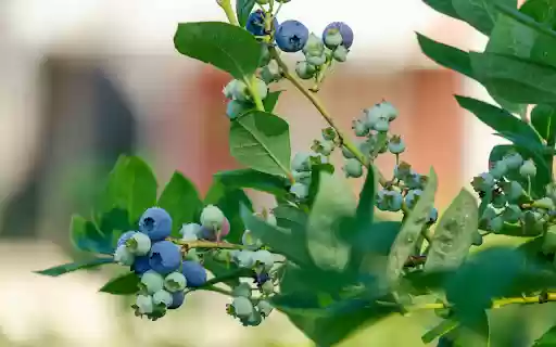 Blueberry tree with lots of fruit  from Chrome web store to be run with OffiDocs Chromium online