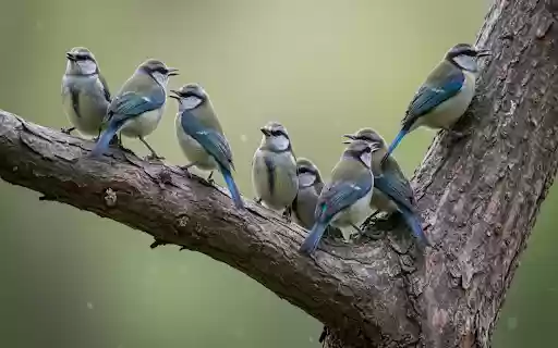 Blue birds on tree branches  from Chrome web store to be run with OffiDocs Chromium online