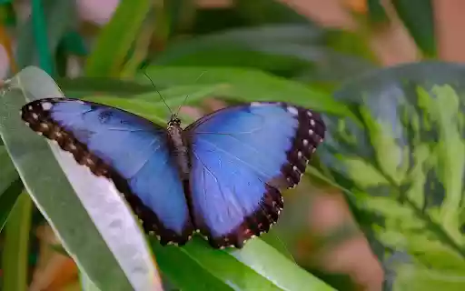Blue Butterfly with Black Border from Chrome web store to be run with OffiDocs Chromium online Blue Butterfly with Black Border from Chrome web store to be run with OffiDocs Chromium online