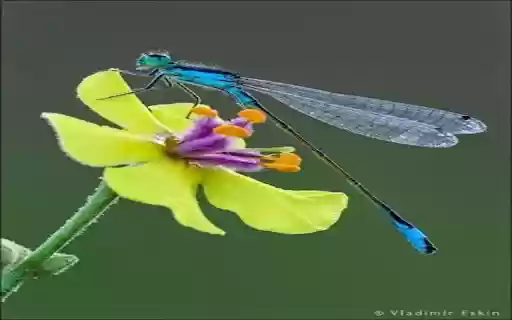 Blue dragonfly wallpaper  from Chrome web store to be run with OffiDocs Chromium online