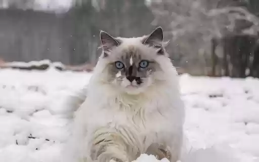 Blue eyed cat from Chrome web store to be run with OffiDocs Chromium online Blue eyed cat from Chrome web store to be run with OffiDocs Chromium online