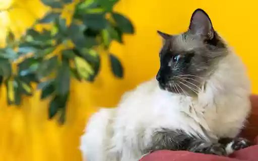 Blue eyed Siamese cat  from Chrome web store to be run with OffiDocs Chromium online