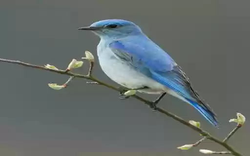 blue feather bird wallpaper  from Chrome web store to be run with OffiDocs Chromium online