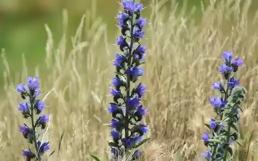 Blue flowers and white flowers  from Chrome web store to be run with OffiDocs Chromium online