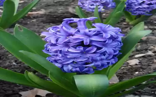 Blue Hyacinth Wallpaper  from Chrome web store to be run with OffiDocs Chromium online
