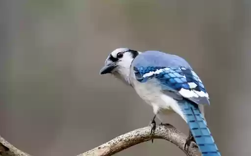 BLUEJAY Theme  from Chrome web store to be run with OffiDocs Chromium online