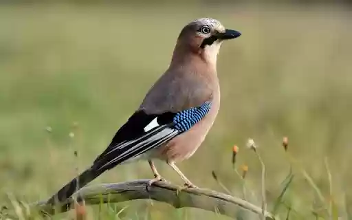 Blue Jay Theme – The Beauty of a Bold and Intelligent Bird  from Chrome web store to be run with OffiDocs Chromium online