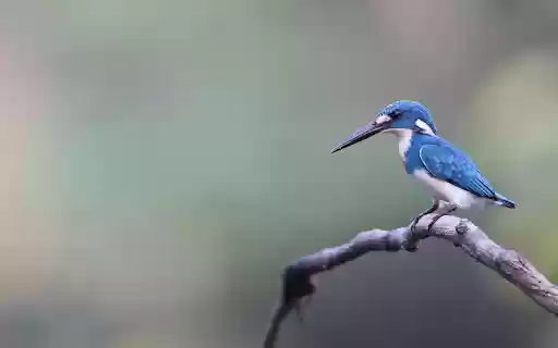 blue kingfisher from Chrome web store to be run with OffiDocs Chromium online blue kingfisher from Chrome web store to be run with OffiDocs Chromium online