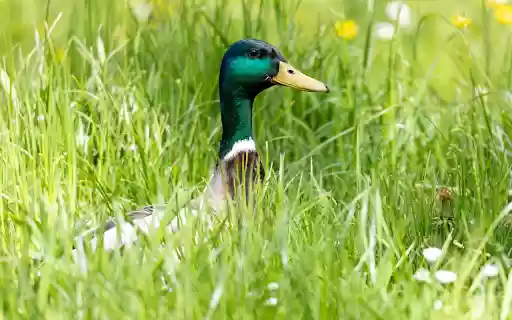Blue necked duck  from Chrome web store to be run with OffiDocs Chromium online