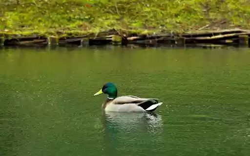 Blue necked Duck in the Lake  from Chrome web store to be run with OffiDocs Chromium online