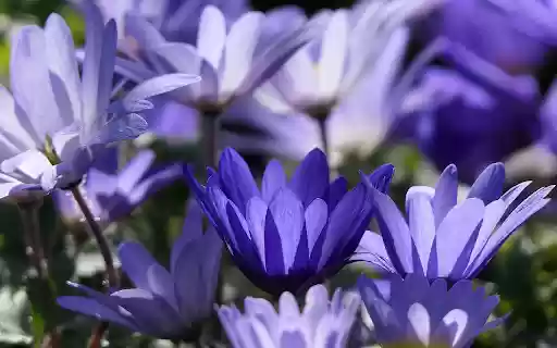 Blue Petals from Chrome web store to be run with OffiDocs Chromium online Blue Petals from Chrome web store to be run with OffiDocs Chromium online