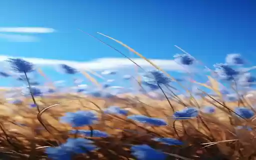 Blue reed grass field wallpaper  from Chrome web store to be run with OffiDocs Chromium online