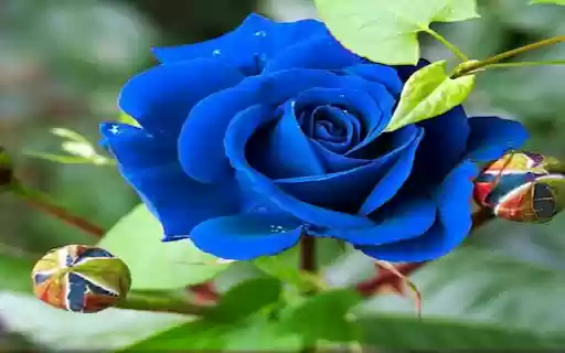 Blue rose wallpaper  from Chrome web store to be run with OffiDocs Chromium online