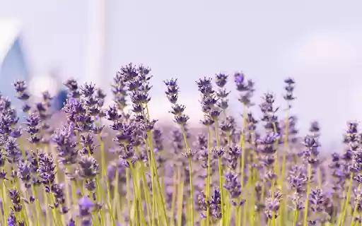 Blue sky and purple flowers from Chrome web store to be run with OffiDocs Chromium online Blue sky and purple flowers from Chrome web store to be run with OffiDocs Chromium online