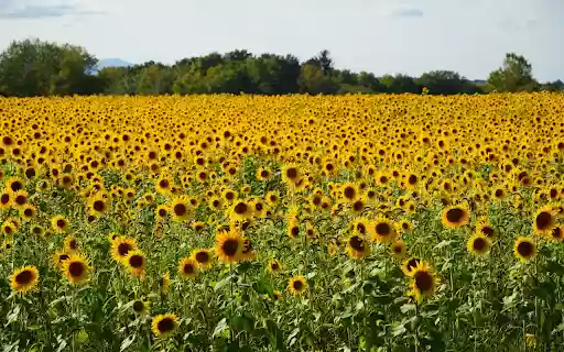 Blue sky and yellow flowers from Chrome web store to be run with OffiDocs Chromium online Blue sky and yellow flowers from Chrome web store to be run with OffiDocs Chromium online