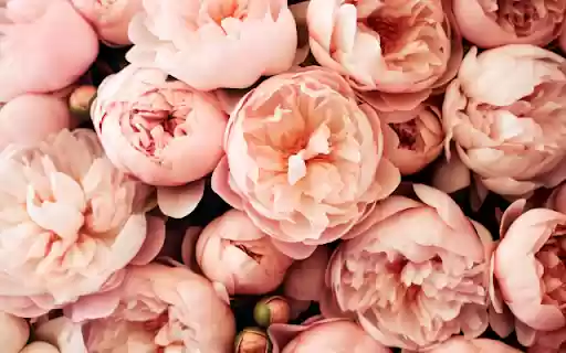 Blush Blooms, Petals Softly Swirl from Chrome web store to be run with OffiDocs Chromium online Blush Blooms, Petals Softly Swirl from Chrome web store to be run with OffiDocs Chromium online