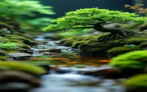 Bonsai tree wallpaper  from Chrome web store to be run with OffiDocs Chromium online