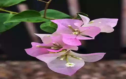 Bougainvillea branch wallpaper  from Chrome web store to be run with OffiDocs Chromium online