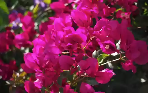 Bougainvillea in the sun  from Chrome web store to be run with OffiDocs Chromium online