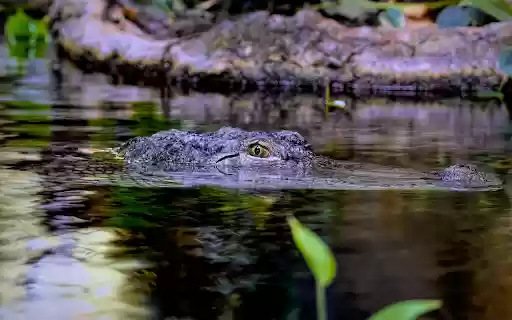 Brackish water monster  from Chrome web store to be run with OffiDocs Chromium online