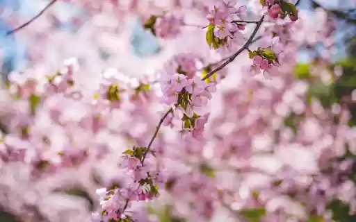 Branch of cherry blossom tree from Chrome web store to be run with OffiDocs Chromium online Branch of cherry blossom tree from Chrome web store to be run with OffiDocs Chromium online