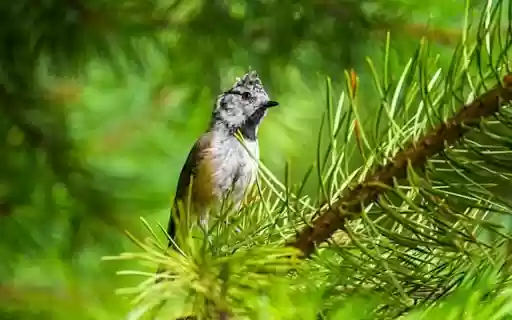 BRIGHT BIRD Theme  from Chrome web store to be run with OffiDocs Chromium online