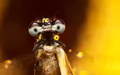 Bright eyes from Chrome web store to be run with OffiDocs Chromium online Bright eyes from Chrome web store to be run with OffiDocs Chromium online