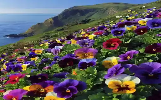 Bright flower hill wallpaper from Chrome web store to be run with OffiDocs Chromium online Bright flower hill wallpaper from Chrome web store to be run with OffiDocs Chromium online