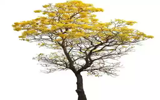 bright yellow flower tree wallpaper from Chrome web store to be run with OffiDocs Chromium online bright yellow flower tree wallpaper from Chrome web store to be run with OffiDocs Chromium online