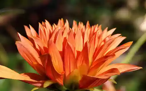 Brilliant flower  from Chrome web store to be run with OffiDocs Chromium online