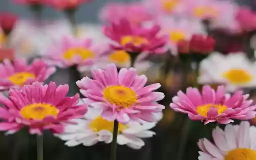 Brilliant flower garden  from Chrome web store to be run with OffiDocs Chromium online