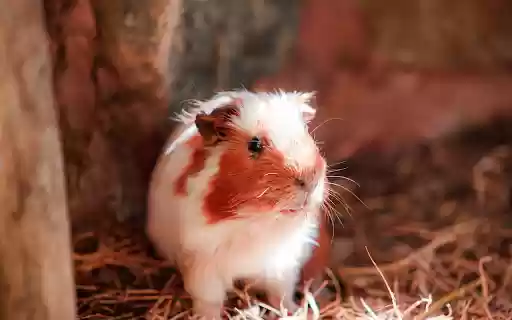 Brown and white mouse  from Chrome web store to be run with OffiDocs Chromium online