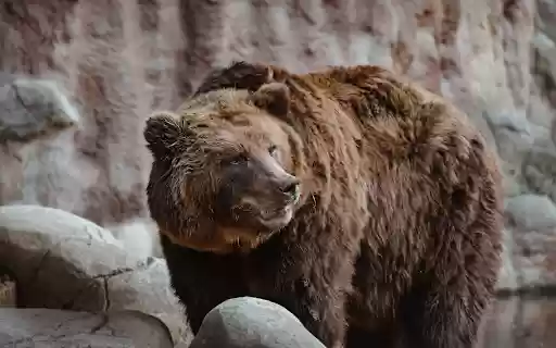Brown bear by the rocky stream  from Chrome web store to be run with OffiDocs Chromium online