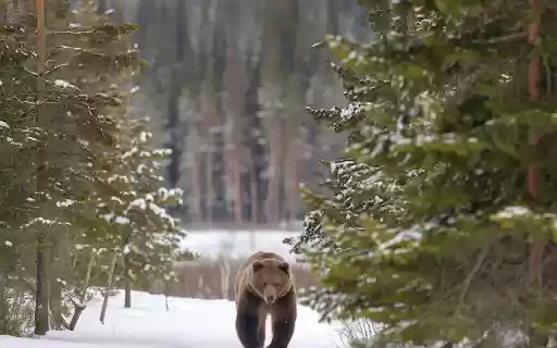 brown bear in the winter sky  from Chrome web store to be run with OffiDocs Chromium online