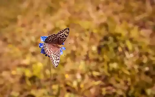 Brown butterfly  from Chrome web store to be run with OffiDocs Chromium online