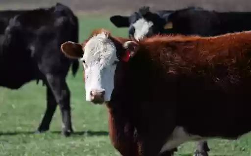 Brown Cow with White Face from Chrome web store to be run with OffiDocs Chromium online Brown Cow with White Face from Chrome web store to be run with OffiDocs Chromium online