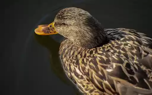 Brown duck in the pond from Chrome web store to be run with OffiDocs Chromium online Brown duck in the pond from Chrome web store to be run with OffiDocs Chromium online