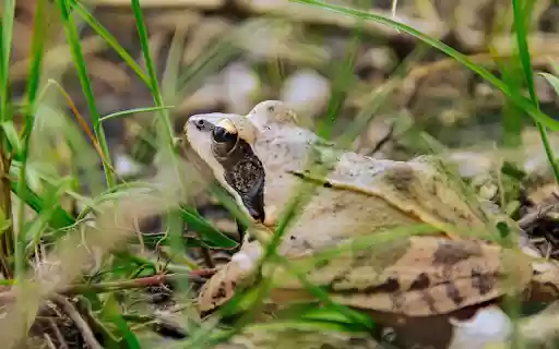 Brown Frog from Chrome web store to be run with OffiDocs Chromium online Brown Frog from Chrome web store to be run with OffiDocs Chromium online
