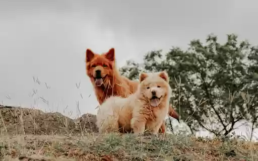 Brown Furry Dogs with Tongues Out  from Chrome web store to be run with OffiDocs Chromium online