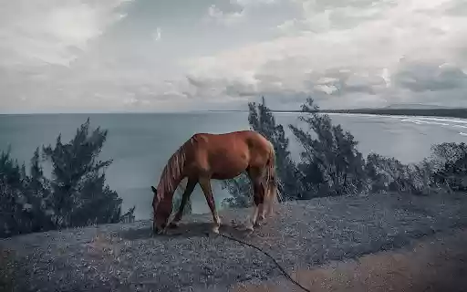 Brown Horse Eating Grass  from Chrome web store to be run with OffiDocs Chromium online