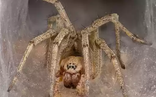 Brown Long Legged Spider from Chrome web store to be run with OffiDocs Chromium online Brown Long Legged Spider from Chrome web store to be run with OffiDocs Chromium online