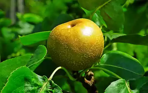 Brown pear  from Chrome web store to be run with OffiDocs Chromium online