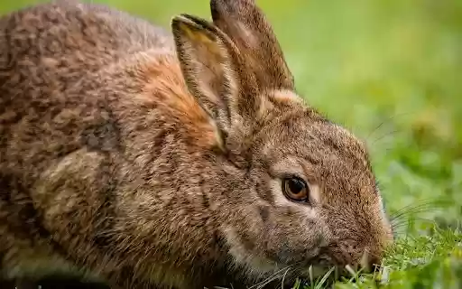 Brown rabbit  from Chrome web store to be run with OffiDocs Chromium online