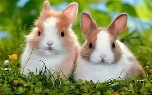 Brown rabbit on the lawn wallpaper from Chrome web store to be run with OffiDocs Chromium online Brown rabbit on the lawn wallpaper from Chrome web store to be run with OffiDocs Chromium online