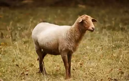 Brown sheep  from Chrome web store to be run with OffiDocs Chromium online